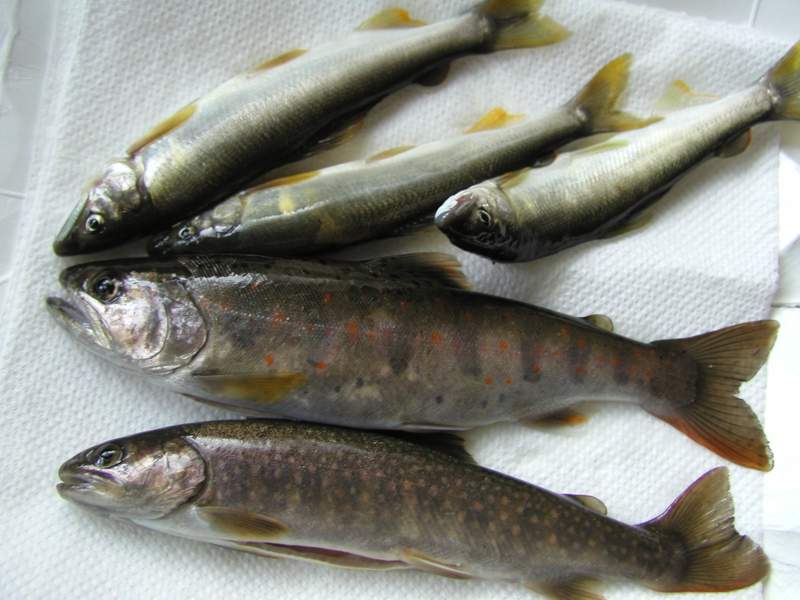 鮎と山女とイワナ